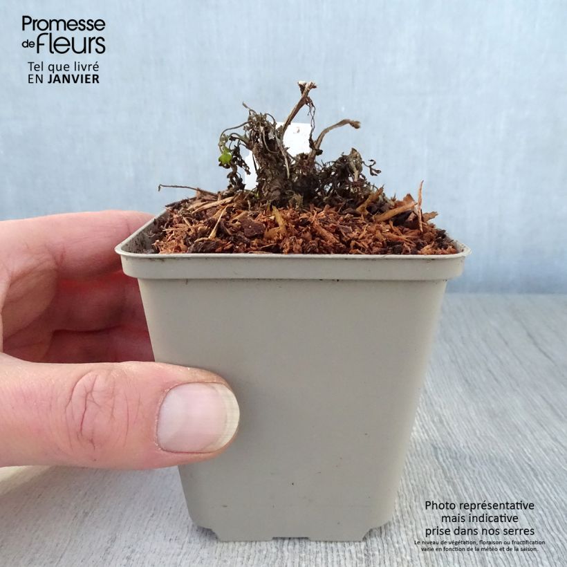 Corydalis Canary Feathers Maceta de 8/9 cm Ejemplar entregado en invierno