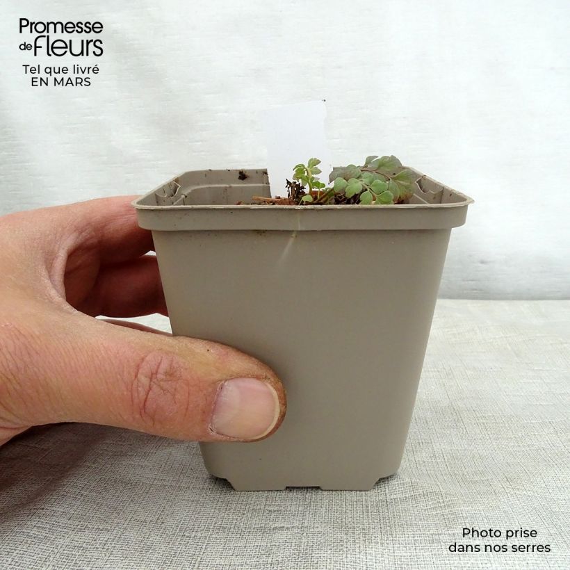 Corydalis Canary Feathers Maceta de 8/9 cm Ejemplar entregado en la primavera