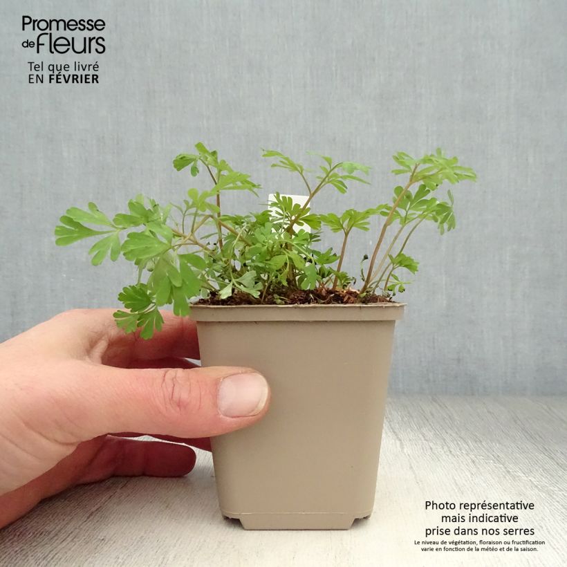 Corydalis flexuosa elata Craigton Blue Maceta de 8/9 cm Ejemplar entregado en invierno