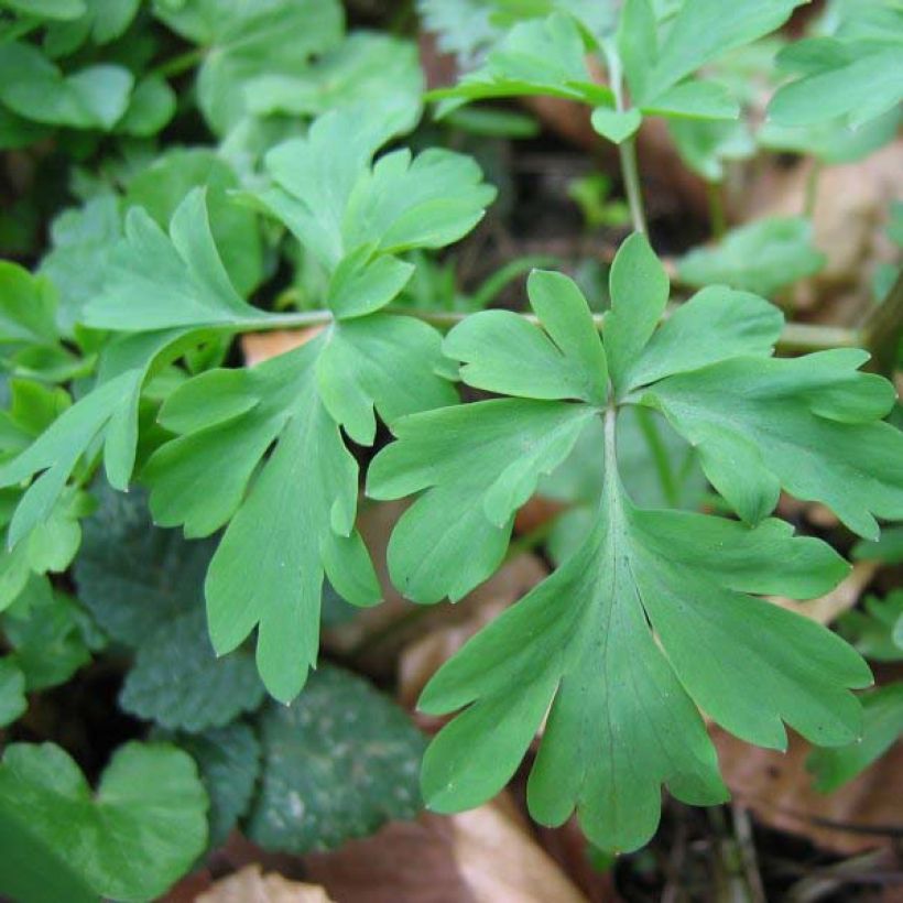 Corydalis solida Firebird (Follaje)