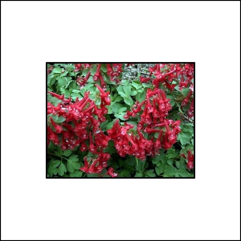Corydalis solida Firebird (Floración)