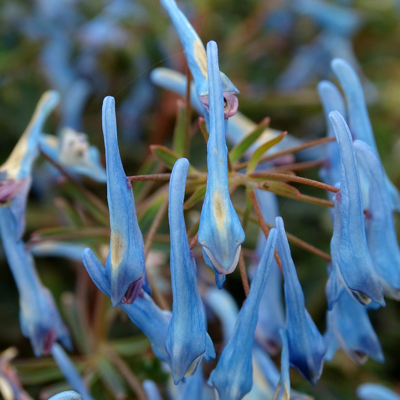 Corydalis flexuosa Porcelain Blue (Floración)