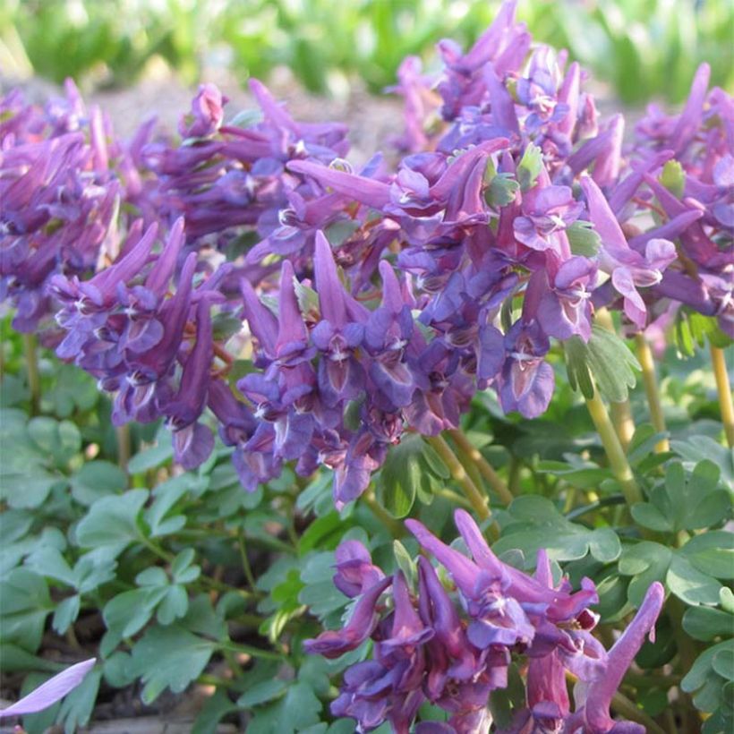 Corydalis solida Purple Bird (Floración)
