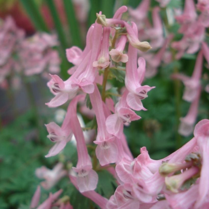 Corydalis solida Beth Evans (Floración)