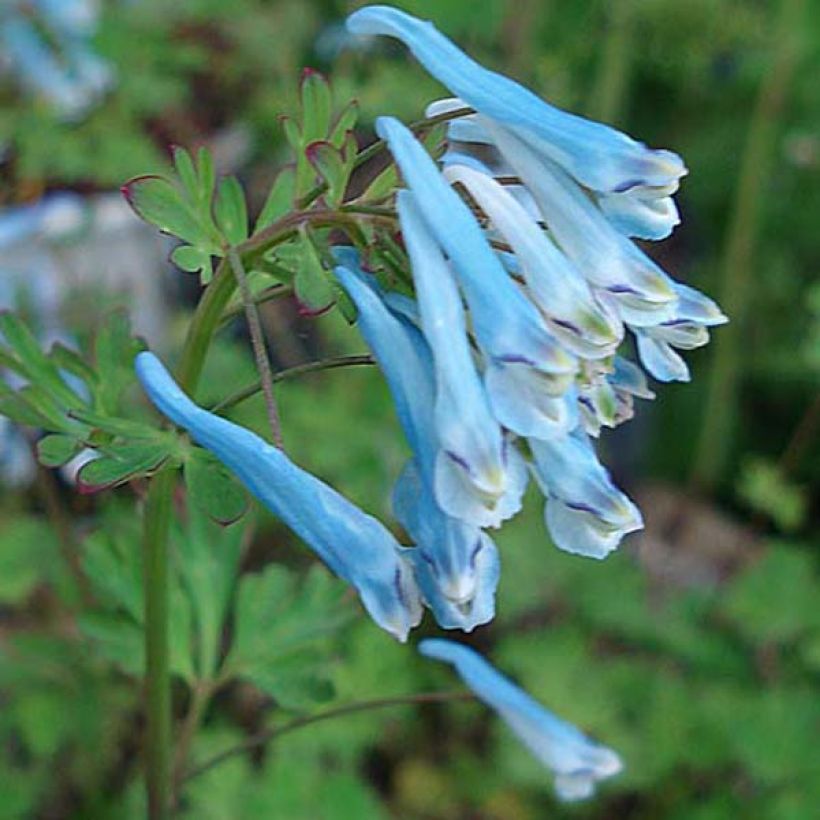Corydalis flexuosa Blue Panda (Floración)