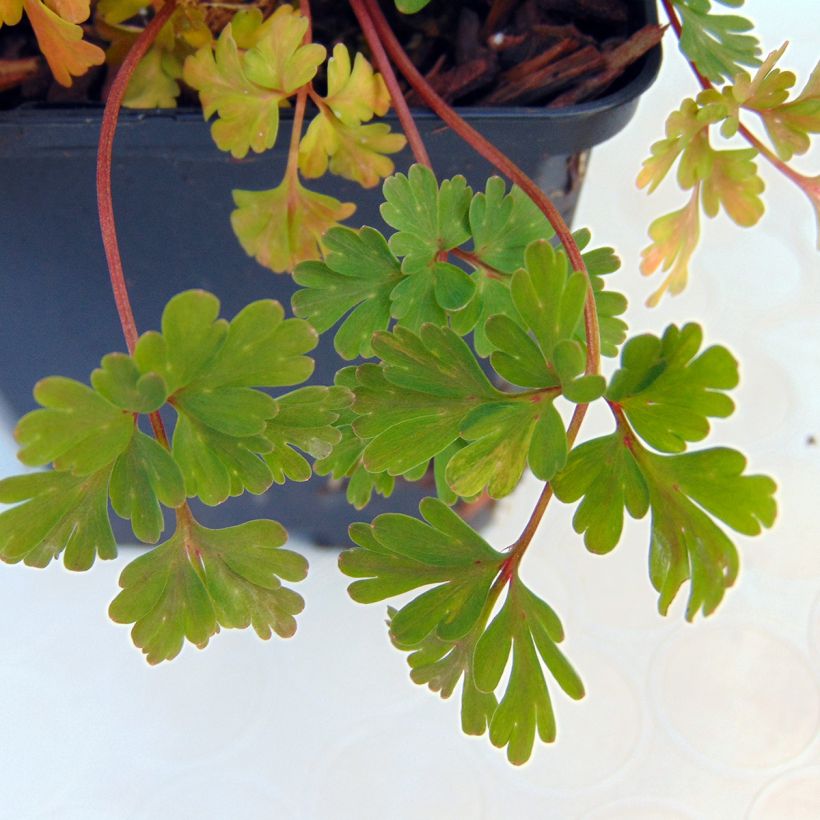 Corydalis flexuosa Blue Panda (Follaje)