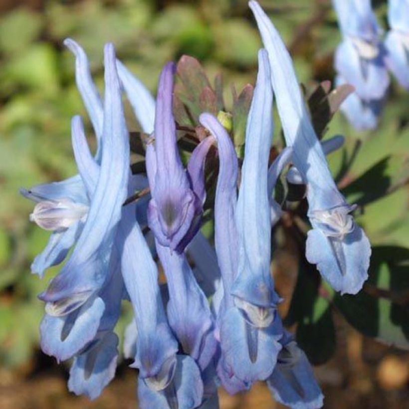 Corydalis flexuosa China Blue (Floración)