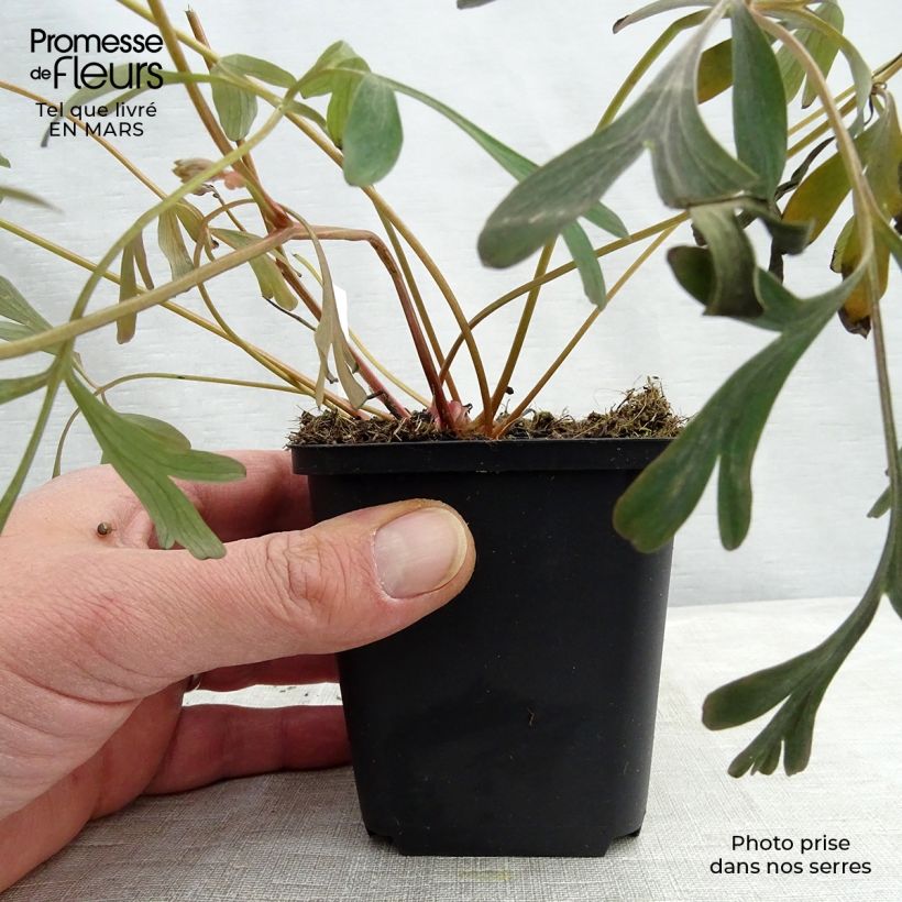 Corydalis flexuosa Porcelain Blue Maceta de 8/9 cm Ejemplar entregado en la primavera