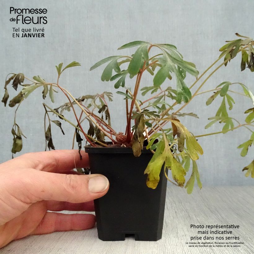 Corydalis flexuosa Porcelain Blue Maceta de 8/9 cm Ejemplar entregado en invierno