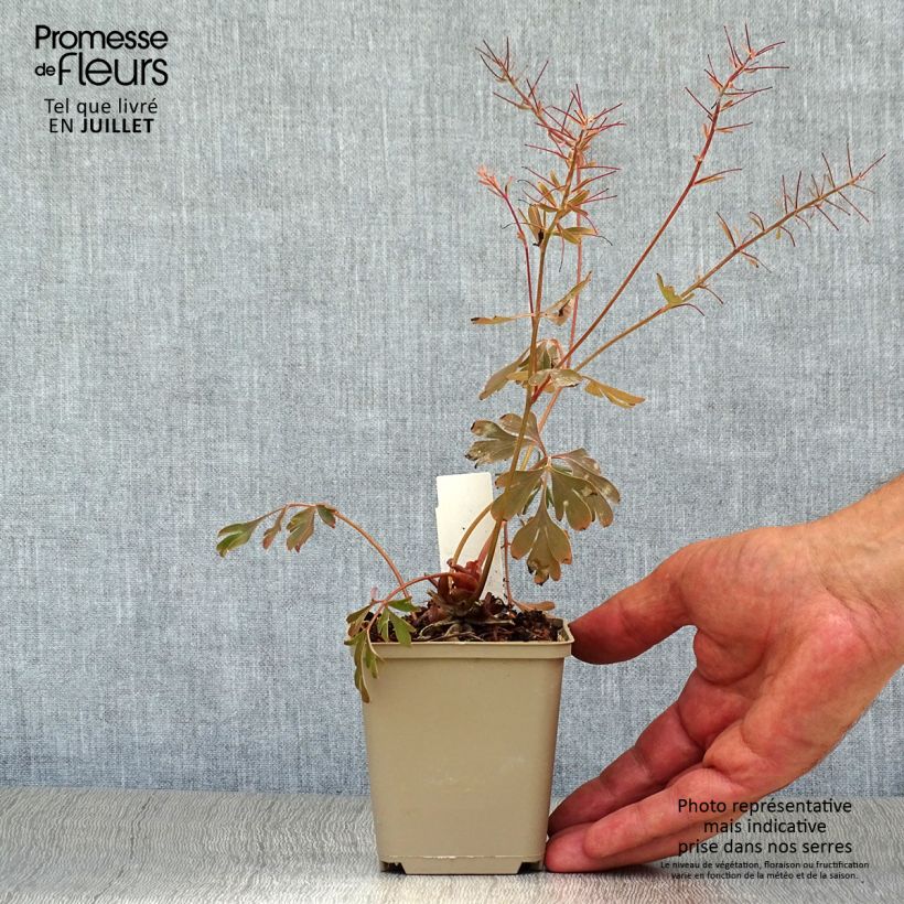 Ejemplar de Corydalis flexuosa Porcelain Blue Maceta de 8/9 cm entregado en verano
