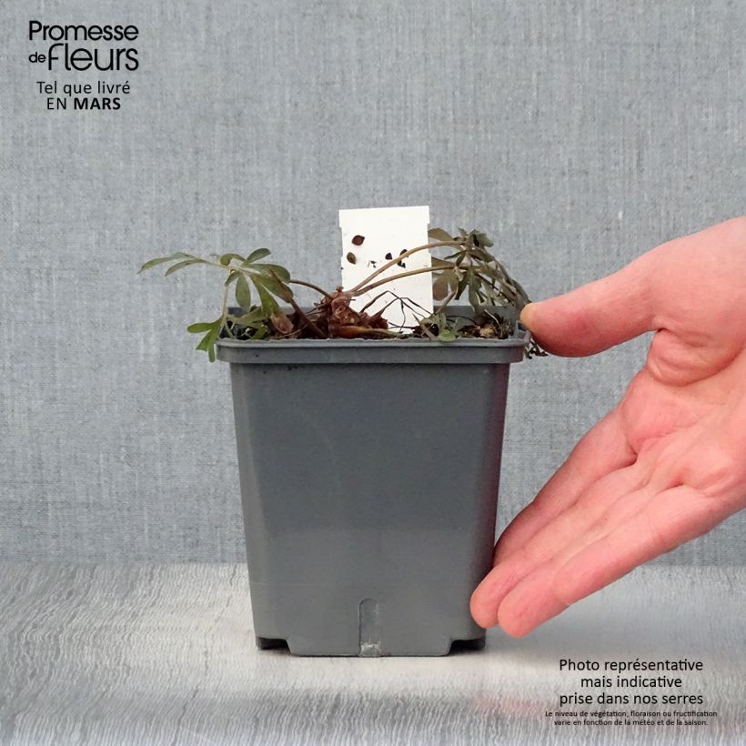 Corydalis flexuosa Porcelain Blue Maceta 1L/1,5L Ejemplar entregado en la primavera