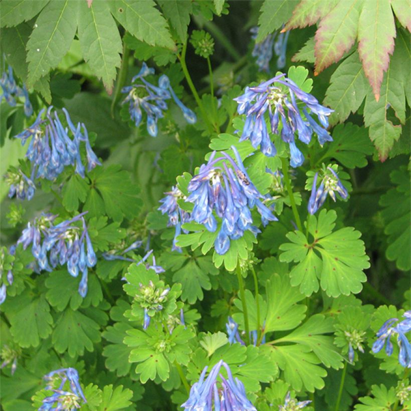 Corydalis flexuosa Purple Leaf (Floración)