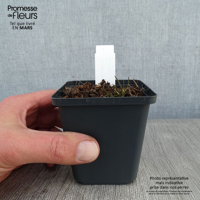 Corydalis flexuosa Purple Leaf Maceta de 8/9 cm Ejemplar entregado en invierno