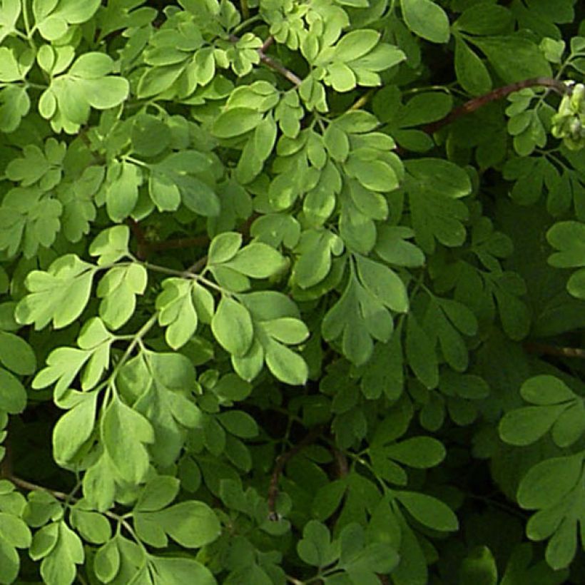 Corydalis lutea (Follaje)