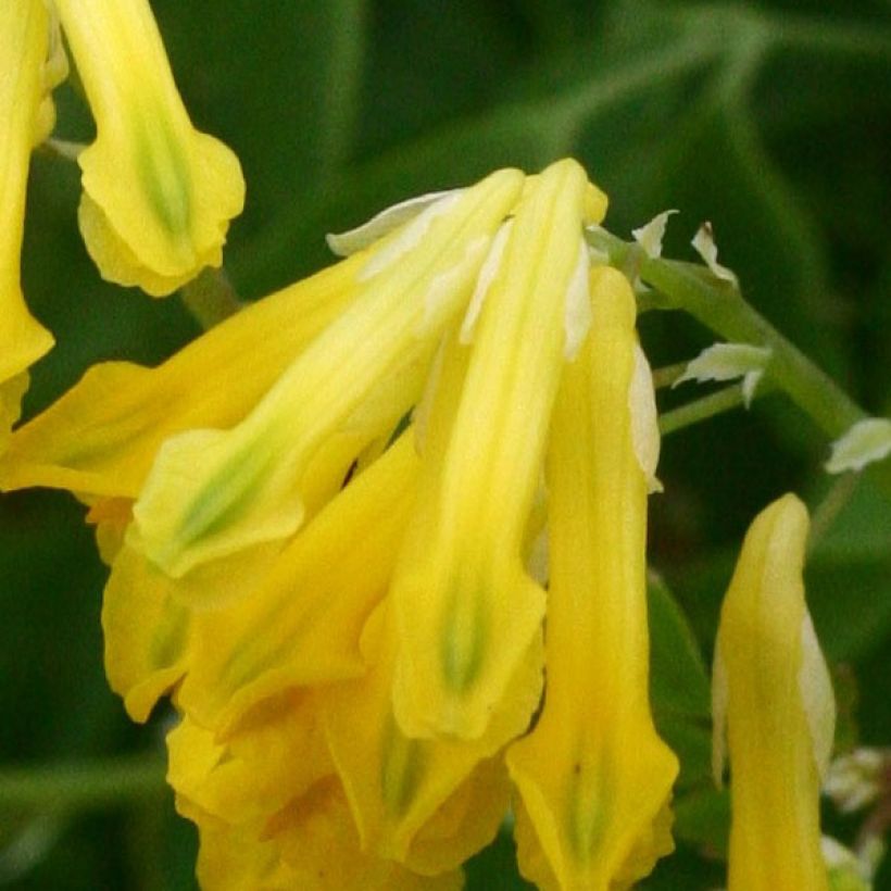 Corydalis lutea (Floración)