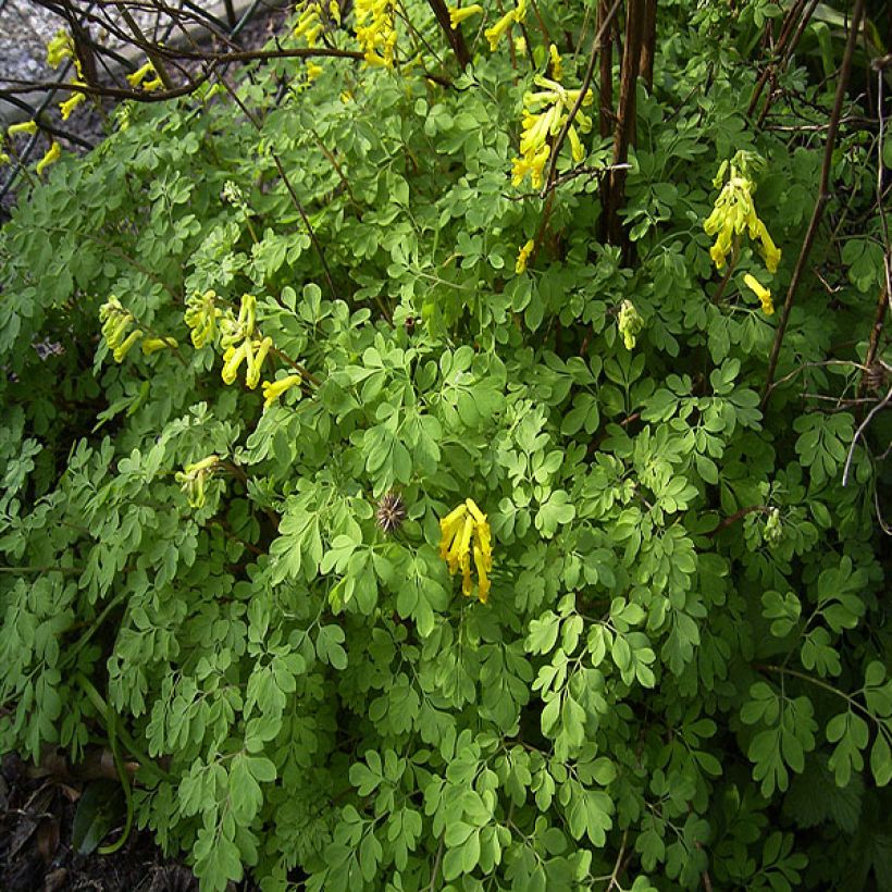 Corydalis lutea (Porte)