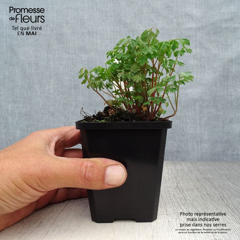 Corydalis lutea Maceta de 8/9 cm Ejemplar entregado en la primavera