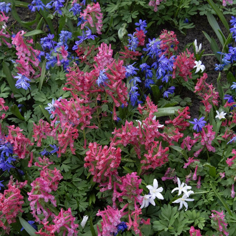 Corydalis solida GP Baker (Porte)