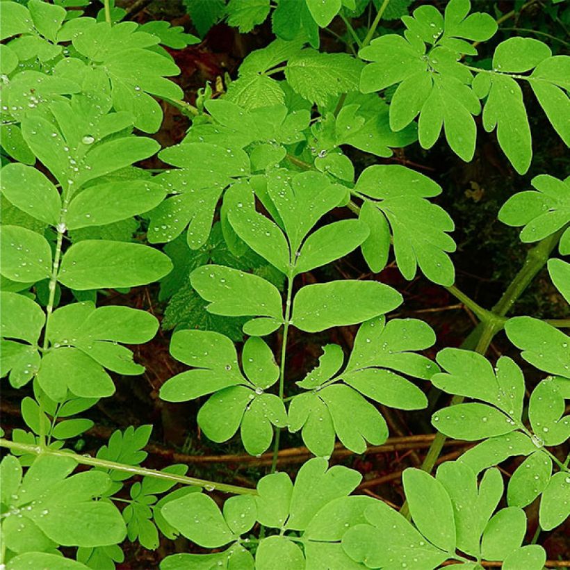 Corydalis flexuosa elata Craigton Blue (Follaje)