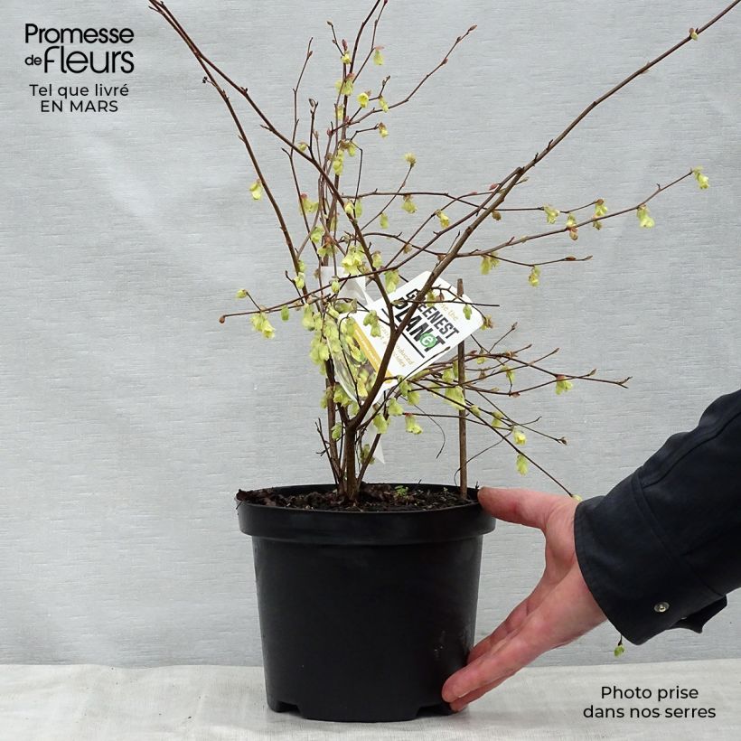 Corylopsis pauciflora - Avellano de Japón Maceta 2L/3L Ejemplar entregado en la primavera
