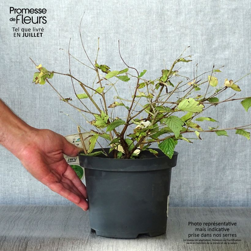 Ejemplar de Corylopsis pauciflora - Avellano de Japón Maceta 2L/3L entregado en verano