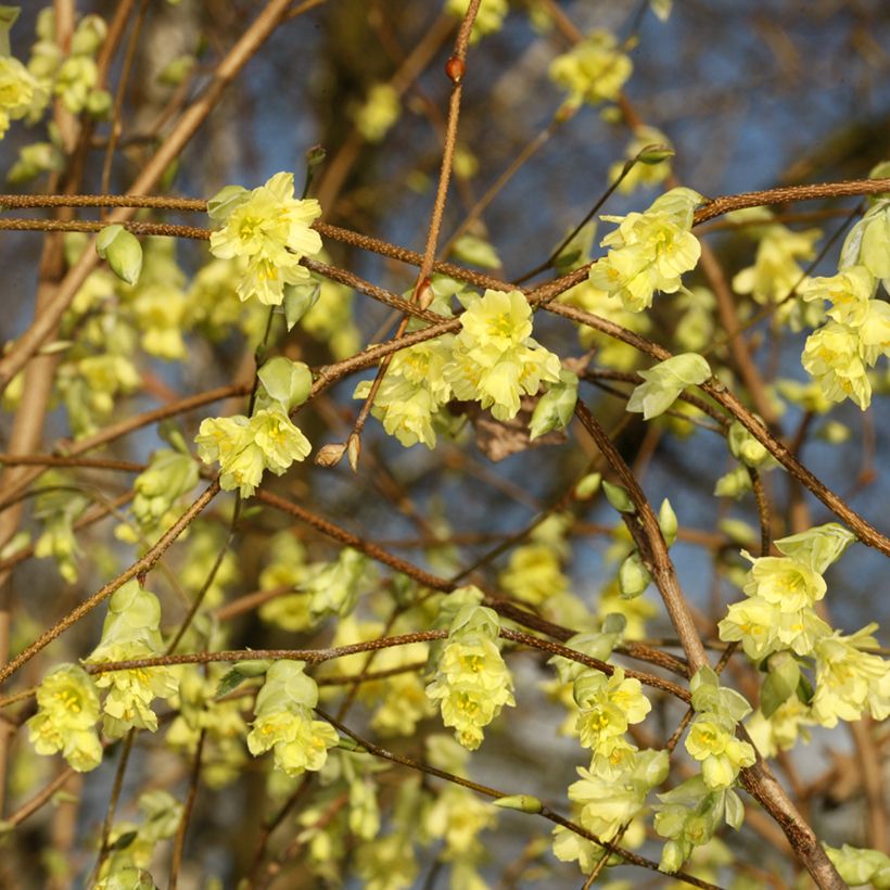 Corylopsis sinensis var. sinensis- Avellano Chino (Floración)