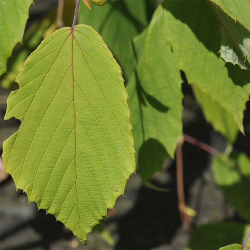 Corylopsis Spring Purple - Avellano (Follaje)