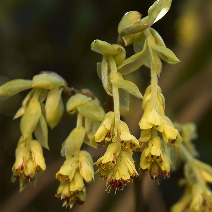 Corylopsis Spring Purple - Avellano (Floración)