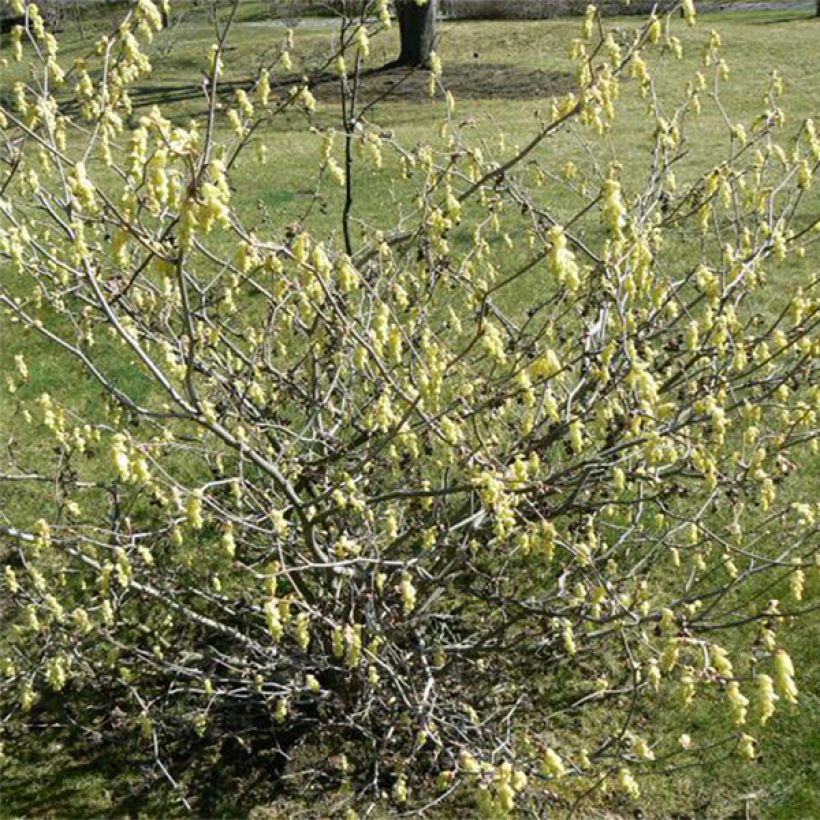 Corylopsis Spring Purple - Avellano (Porte)