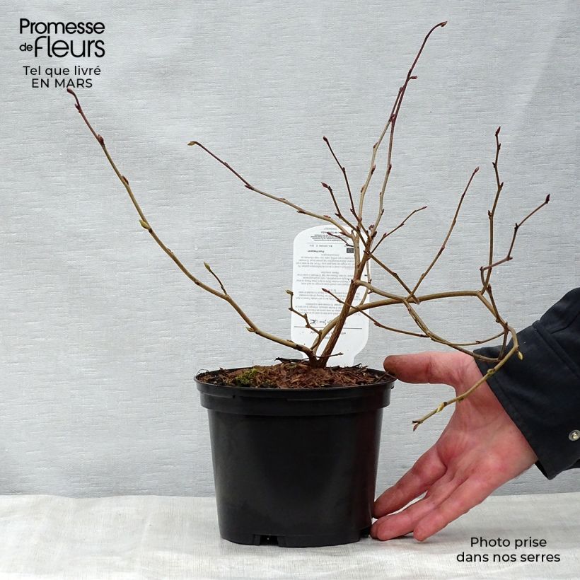 Corylopsis Spring Purple - Avellano Maceta 2L/3L Ejemplar entregado en la primavera