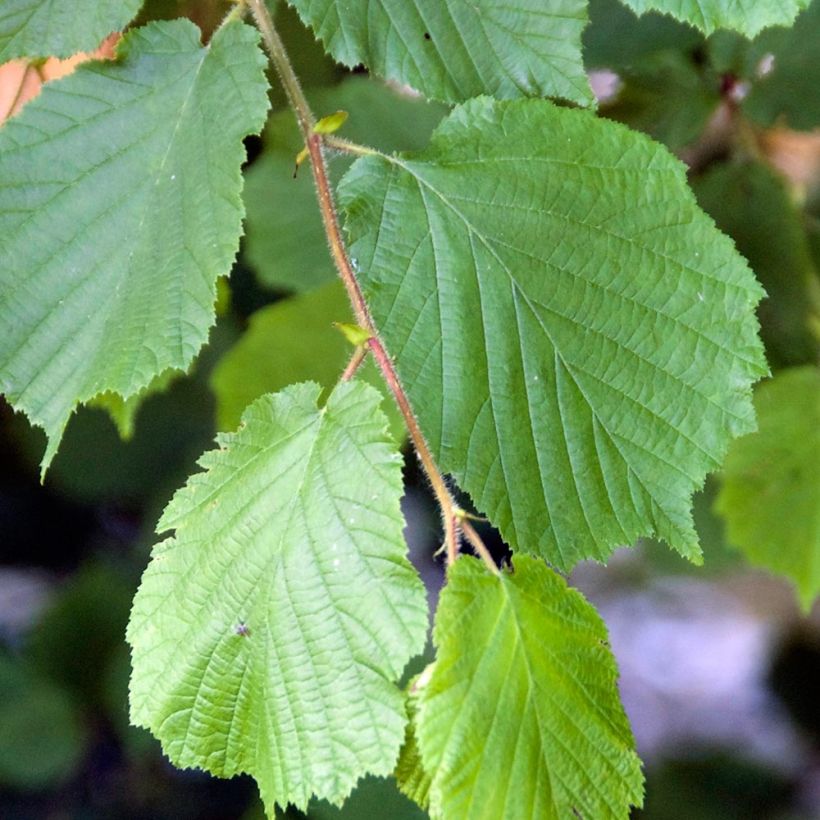 Avellana - Corylus avellana (Follaje)