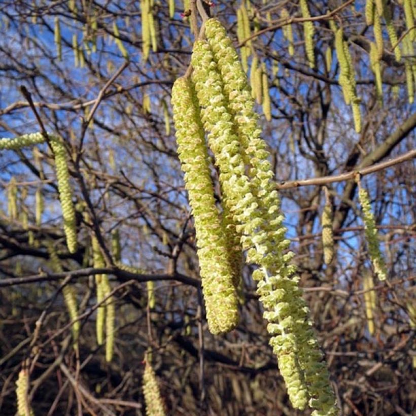 Avellana - Corylus avellana (Floración)