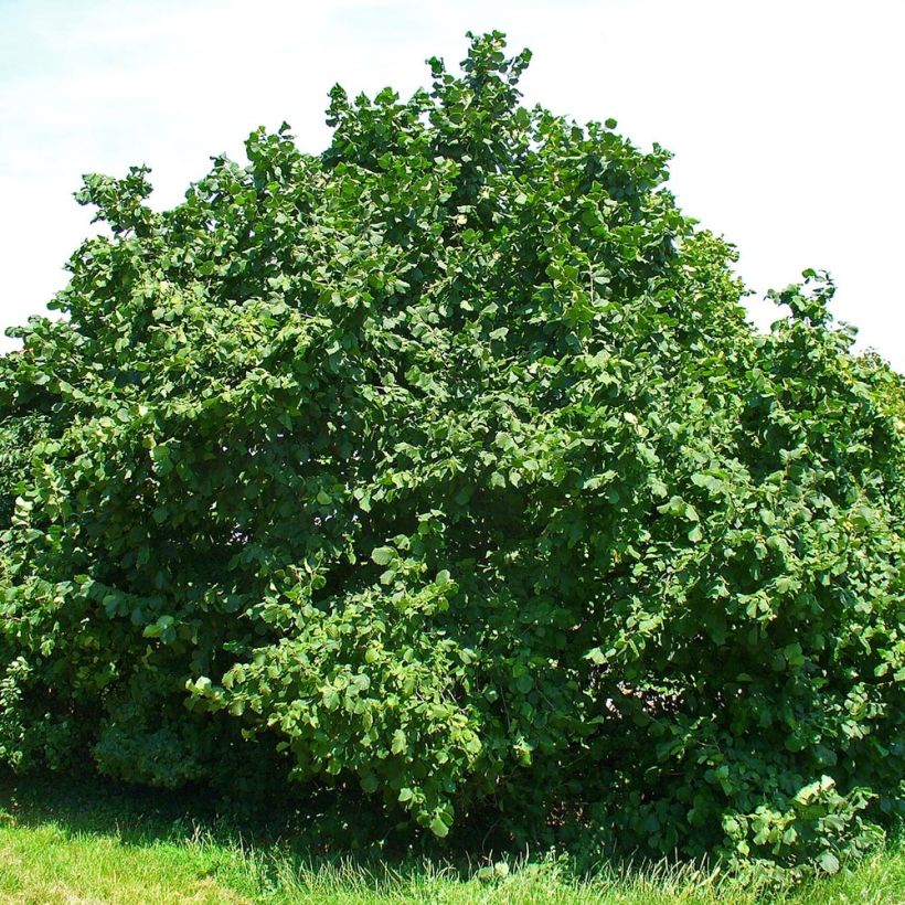 Avellana - Corylus avellana (Porte)