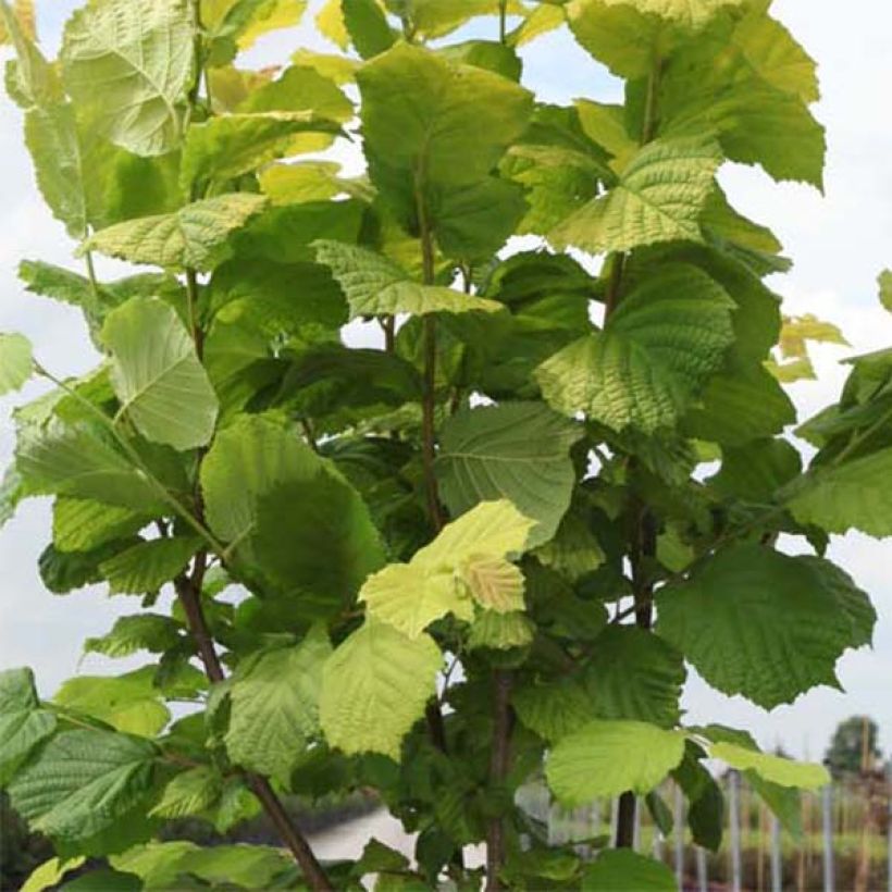 Avellana Aurea (Follaje)