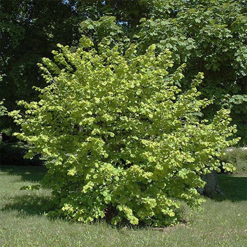 Avellana Aurea (Porte)