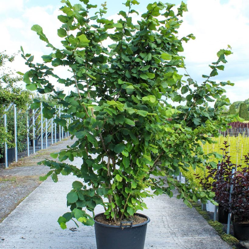 Avellana - Corylus avellana Contenedor 80L/90L Ejemplar entregado en la primavera