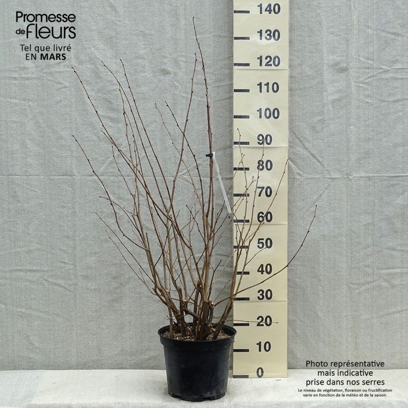 Avellana Rode Zellernoot Maceta 7,5L/10L Ejemplar entregado en invierno