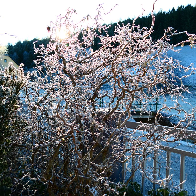 Corylus avellana Medusa - Avellana (Porte)