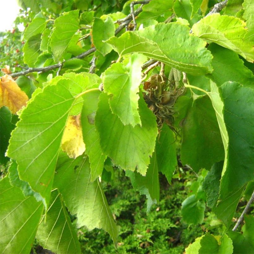 Avellano turco - Corylus colurna (Follaje)
