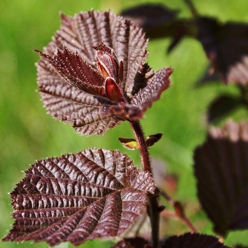 Corylus maxima Purpurea - Avellana (Follaje)