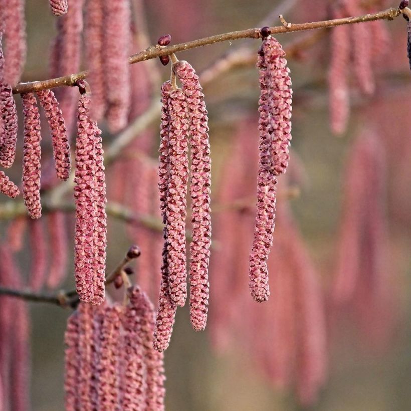 Corylus maxima Purpurea - Avellana (Floración)