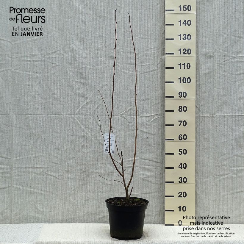 Corylus maxima Purpurea - Avellana Maceta 7,5L/10L Ejemplar entregado en invierno