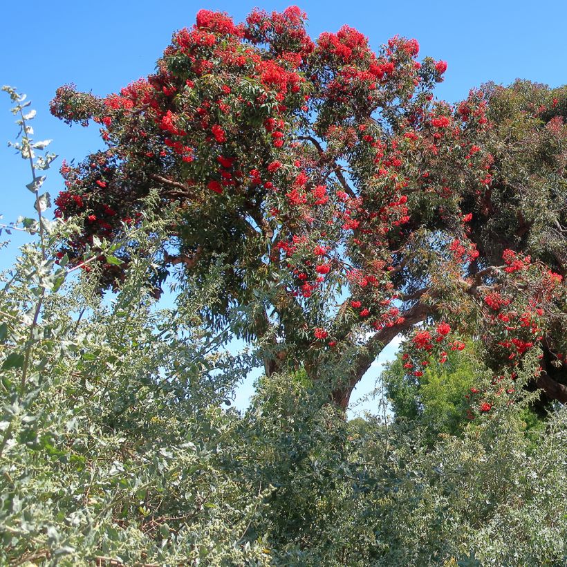 Corymbia ficifolia - Eucalipto rojo (Porte)