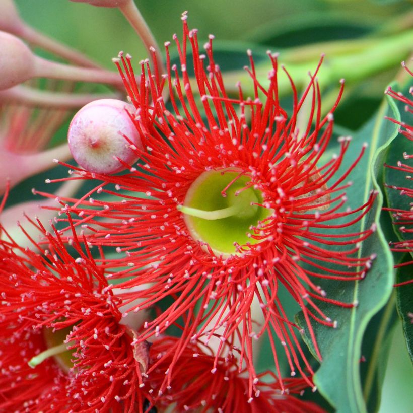 Corymbia ficifolia - Eucalipto rojo (Floración)