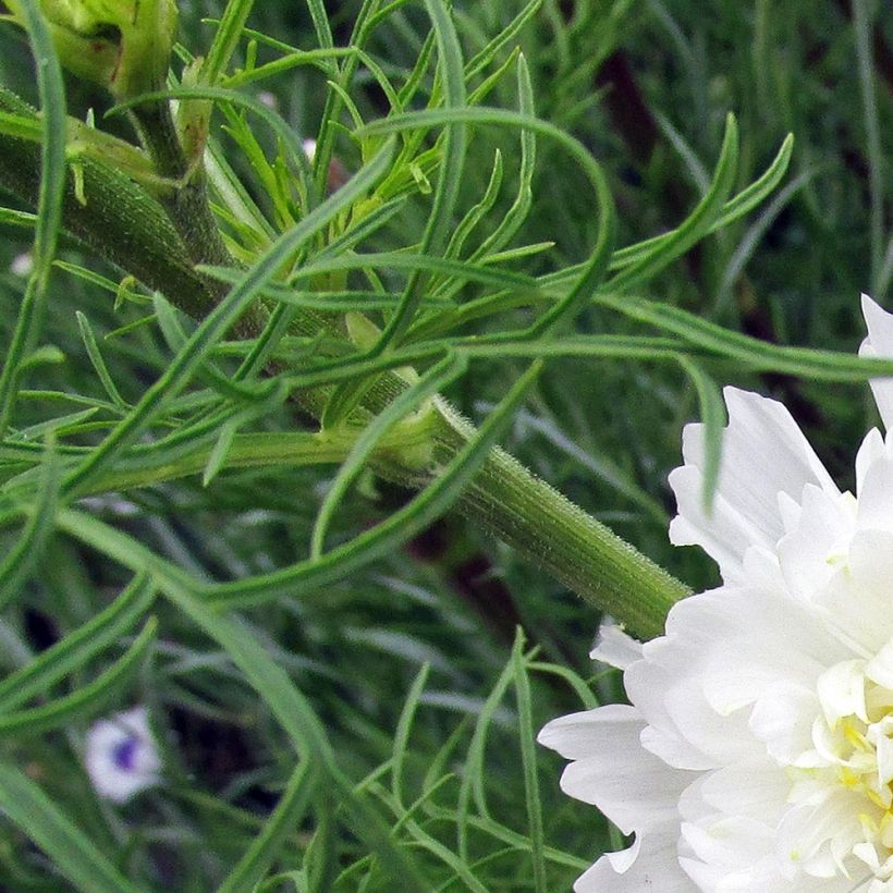 Cosmos bipinnatus Double Click Snow Puff (Follaje)
