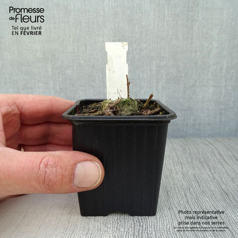 Cosmos atrosanguineus Chocamocha Maceta de 7/8 cm Ejemplar entregado en invierno