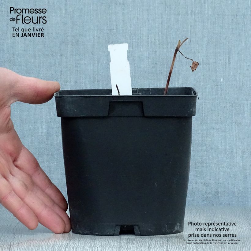 Cosmos atrosanguineus Chocamocha Maceta 2L/3L Ejemplar entregado en invierno