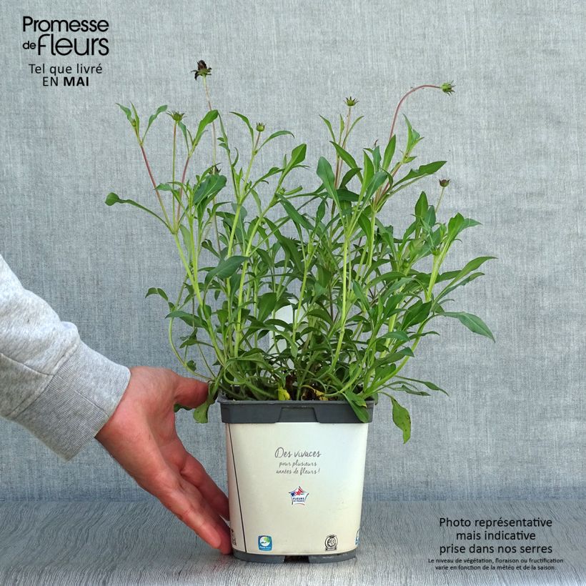 Cosmos atrosanguineus Chocamocha Maceta 2L/3L Ejemplar entregado en la primavera