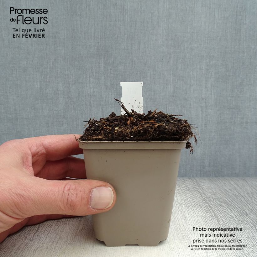 Cosmos atrosanguineus Eclipse Maceta de 8/9 cm Ejemplar entregado en invierno