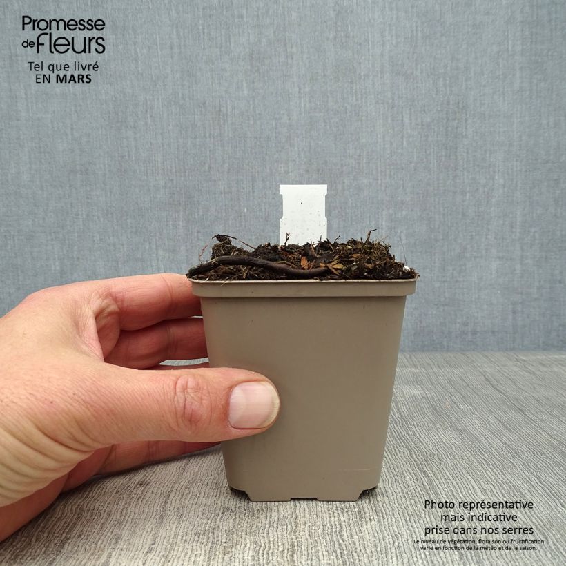 Cosmos atrosanguineus Eclipse Maceta de 8/9 cm Ejemplar entregado en la primavera